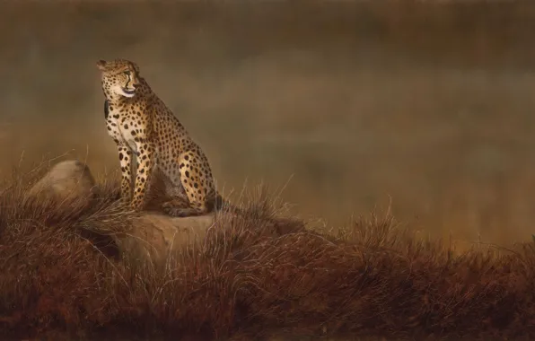 Picture cat, grass, stones, background, picture, art, Cheetah, Savannah