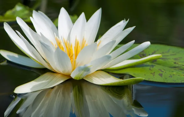 Water, reflection, Lily