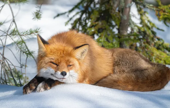 Winter, snow, Fox, red