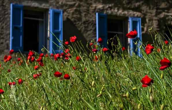 Greens, summer, grass, flowers, blue, red, nature, wall
