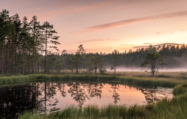 Forest, fog, lake