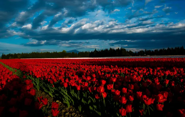 Field, forest, the sky, clouds, light, line, landscape, flowers