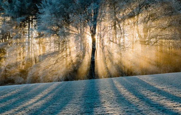 Winter, frost, forest, rays, light, trees, Switzerland, shadows