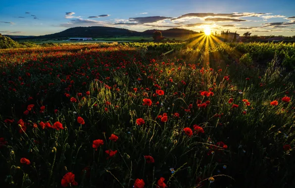 Field, grass, rays, sunset, flowers, mountains, Maki, meadow