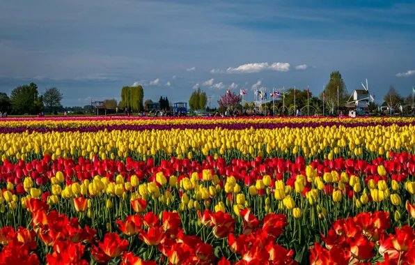 The sky, clouds, trees, landscape, flowers, blue, bright, spring