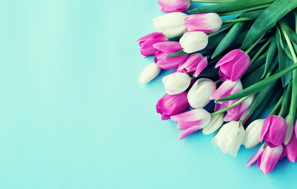 Colorful, tulips, flowers, tulips, bouquet