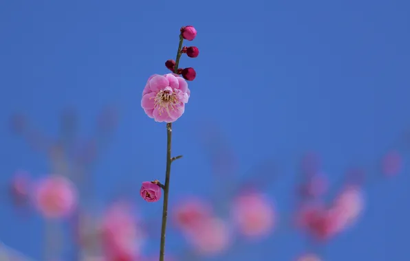 Flower, the sky, branch, spring, garden