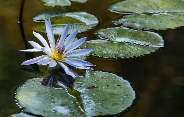 Picture flower, leaves, Lily, pond, blue