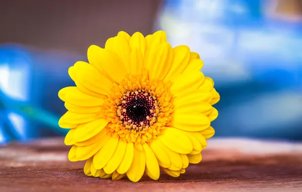 Picture macro, petals, gerbera