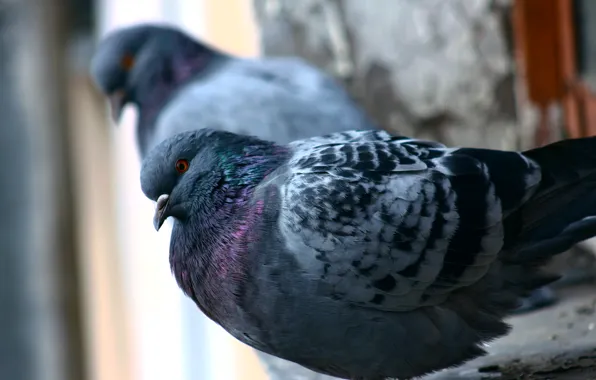 Autumn, the city, pigeons