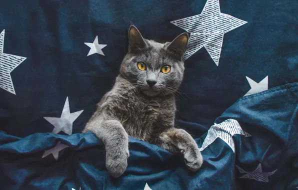 Cat, cat, look, stars, pose, the dark background, grey, paws