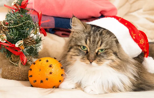 Cat, cat, look, pose, things, orange, portrait, Christmas