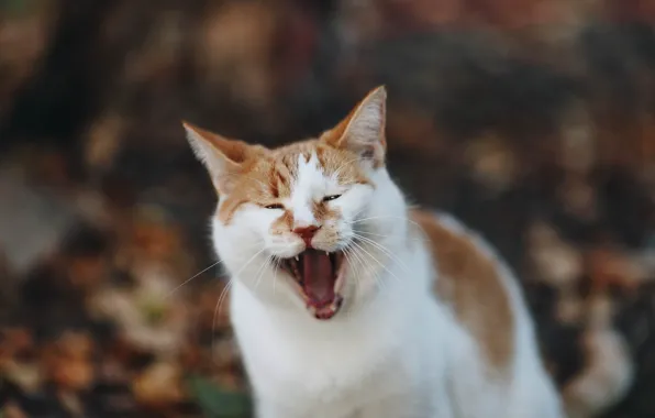 Cat, red, yawns