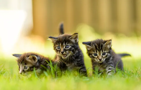 Picture summer, grass, look, nature, the fence, blur, small, kittens