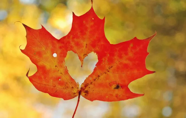 Autumn, macro, sheet, heart, heart, maple