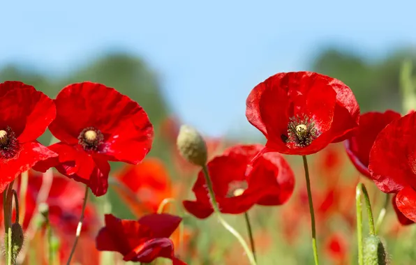 Red, summer, object, nature, spring, poppy, plant, petal