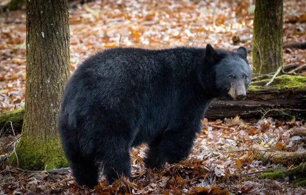 Animal, wool, bear, large, bear