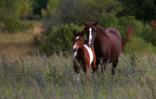 Field, summer, nature, horse, vegetation, horse, two, pair