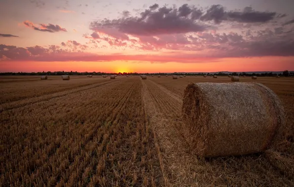 Field, stubble, bales