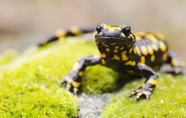 Black, yellow, lizard, reptile