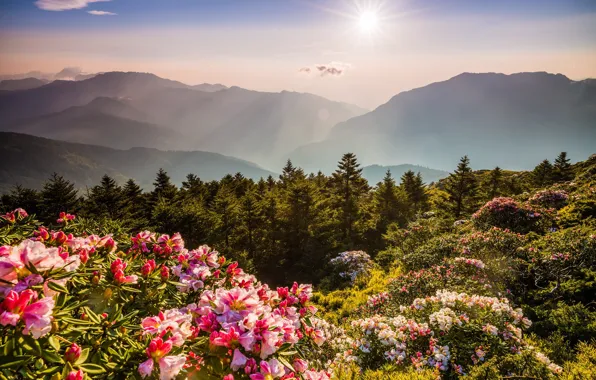Forest, the sky, the sun, rays, light, flowers, mountains, nature