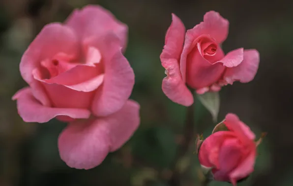 Rose, Bush, petals, Bud