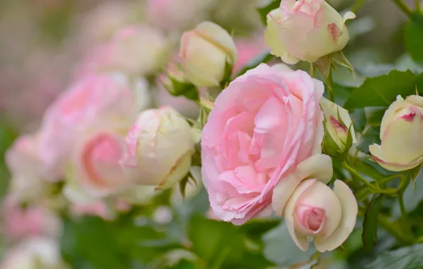 Picture macro, rose, buds