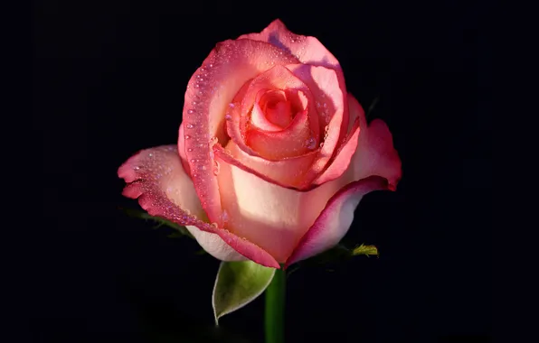 Flower, rose, black background, pink rose