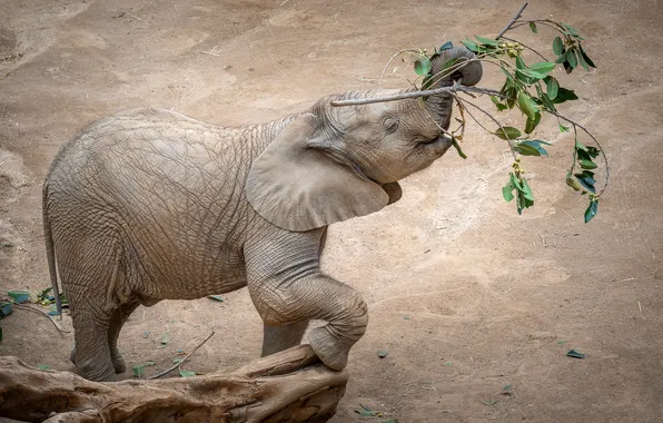 Leaves, branches, pose, elephant, grey background, face, trunk, elephant