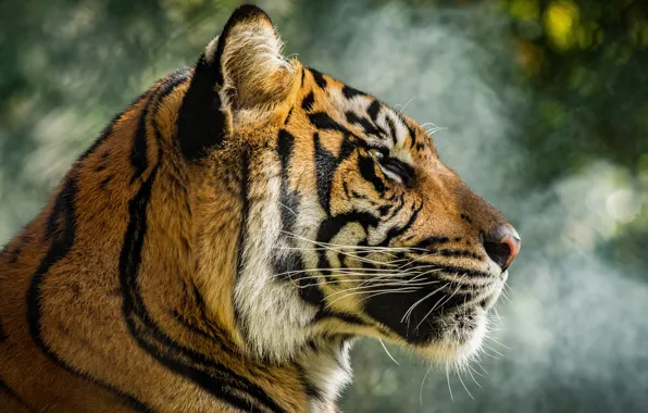 Picture look, face, tiger, background, portrait, profile, bokeh