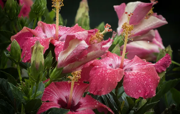 Drops, macro, flowers, the dark background, Bush, stamens, pink, buds