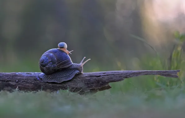 TREE, TRUNK, SHELL, SNAIL