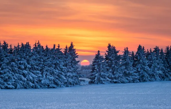 Picture winter, field, forest, the sky, the sun, clouds, snow, trees