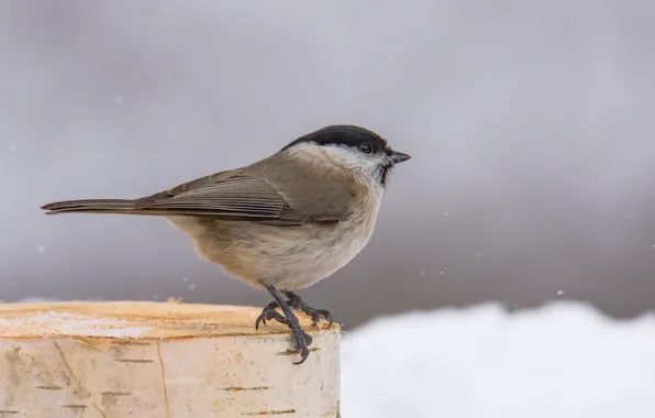 Winter, birds, tit, tit, chubby