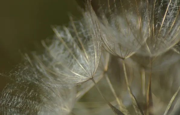 Picture nature, plant, blade of grass
