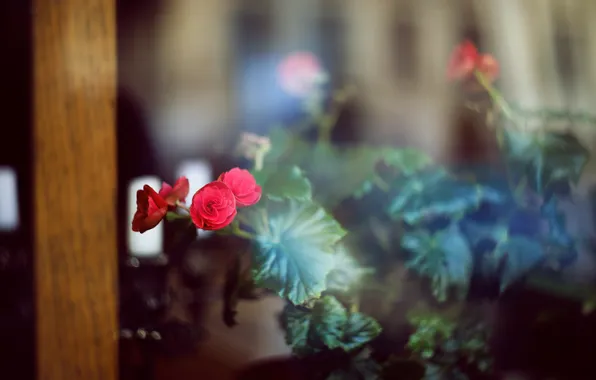 Leaves, flowers, roses, petals