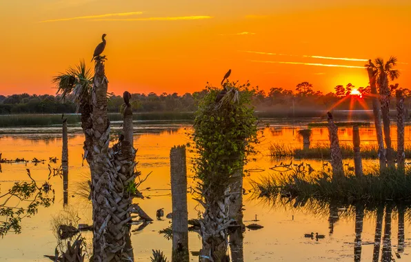 The sky, the sun, trees, sunset, lake, bird