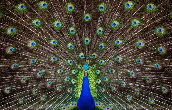 Picture colorful, bird, peacock