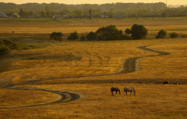 Picture road, field, landscape, horses
