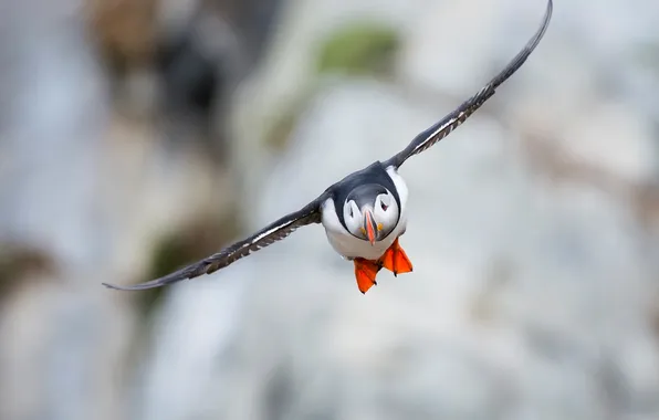 Bird, flight, Atlantic puffin, Fratercula arctica, Puffin