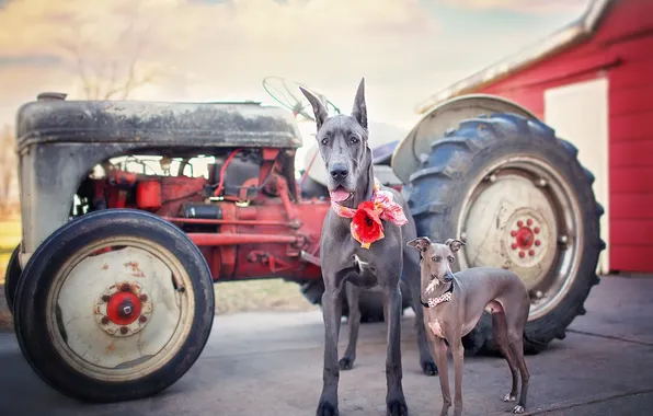 Background, each, dog