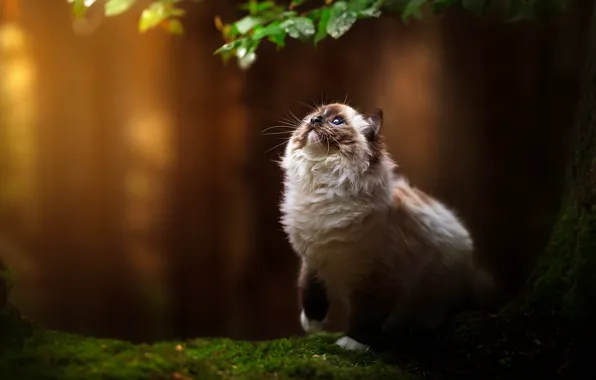 Cat, cat, look, nature, pose, face, ragdoll