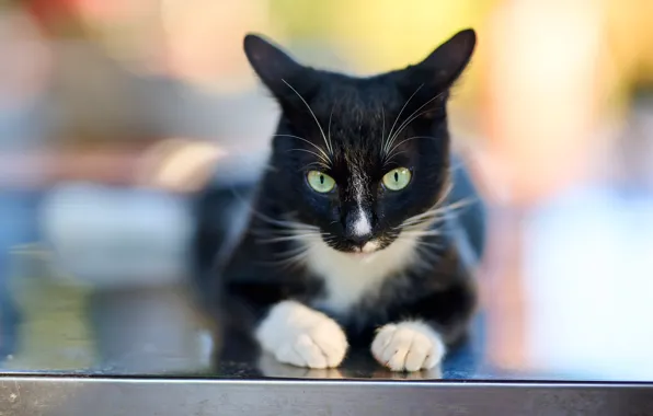 Cat, cat, look, face, surface, light, pose, black and white