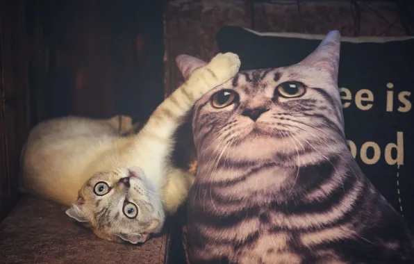 Cat, cat, look, face, pose, the dark background, fold, lies