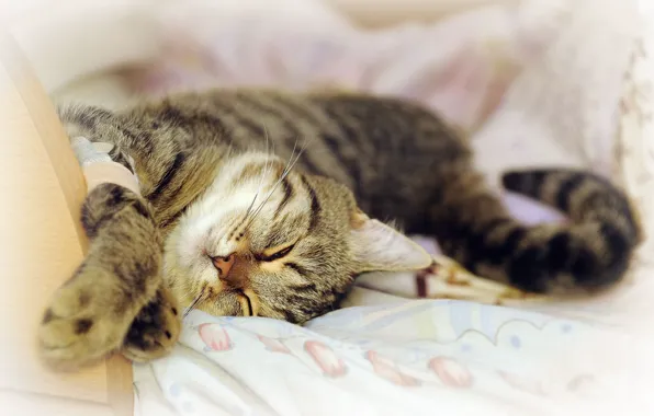 Cat, stay, sleep, pug