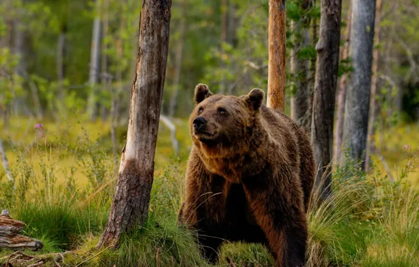 Forest, grass, look, face, trees, pose, bear, looking up