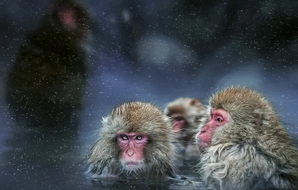 Winter, bathing, monkey, monkey, pond, Japanese macaque