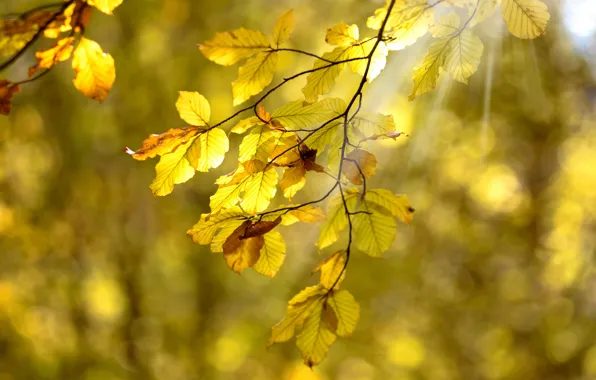 Autumn, leaves, light, branches, yellow, bokeh, autumn leaves
