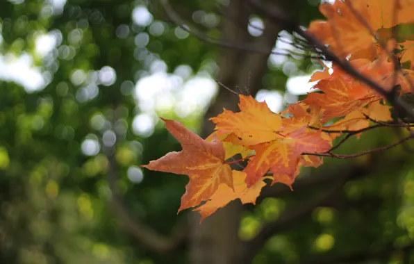 Autumn, leaves, branches, nature, green, background, tree, foliage