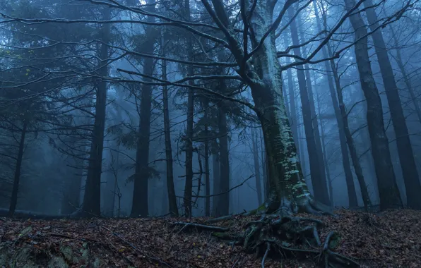 Picture forest, trees, nature, roots, fog, morning, twilight